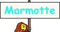 marmotte